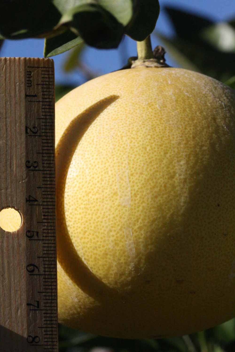            Fruit (Riverside, CA)   